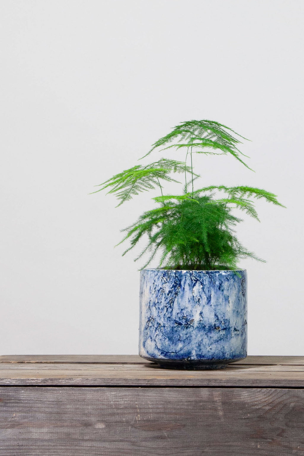 files/IndoorPlants-StudioShots13.11.2023-063.jpg